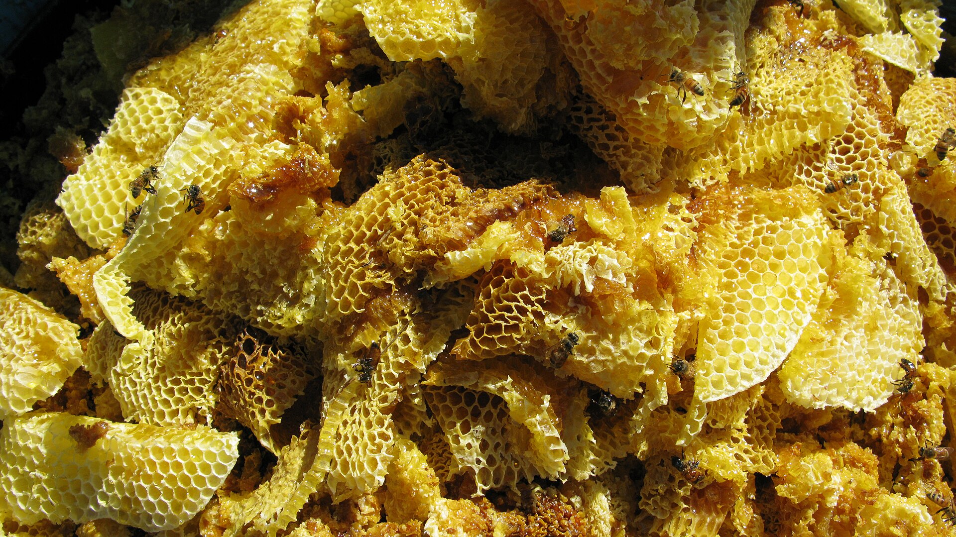 Fresh honeycomb, full and dripping, in a market in the Shan Hills of Myanmar